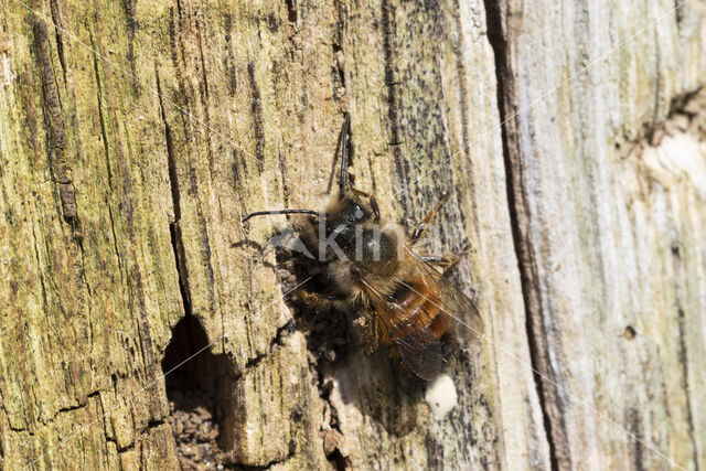 Rosse metselbij (Osmia bicornis)