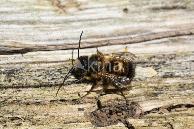 Rosse metselbij (Osmia bicornis)