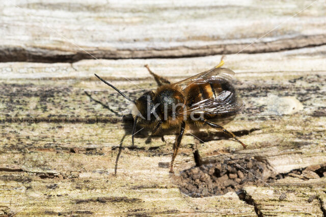 Rosse metselbij (Osmia bicornis)