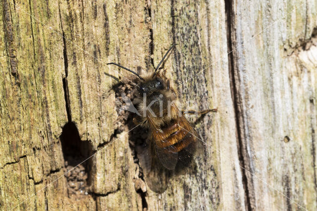 Rosse metselbij (Osmia bicornis)