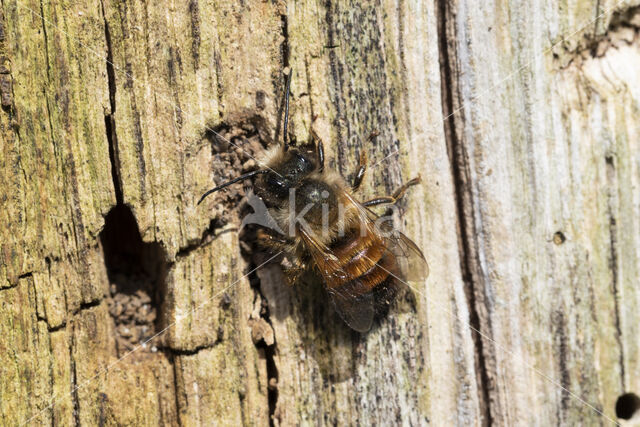 Rosse metselbij (Osmia bicornis)