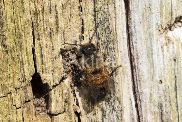 Rosse metselbij (Osmia bicornis)