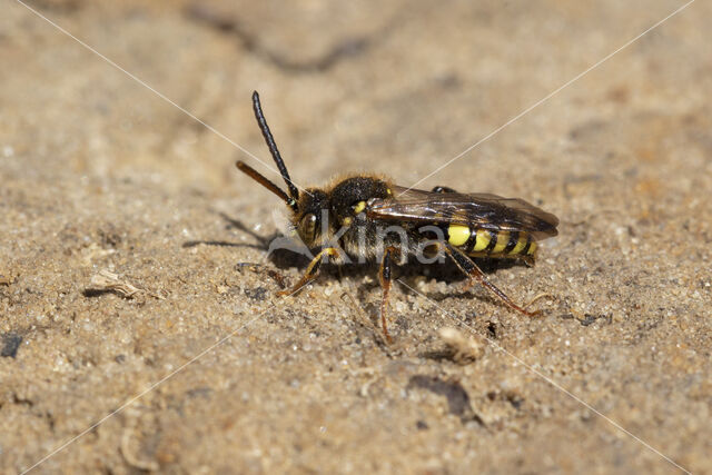 Variabele wespbij (Nomada zonata)