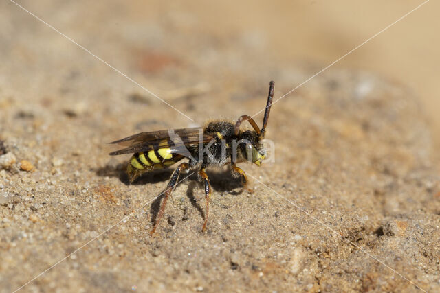 Variabele wespbij (Nomada zonata)