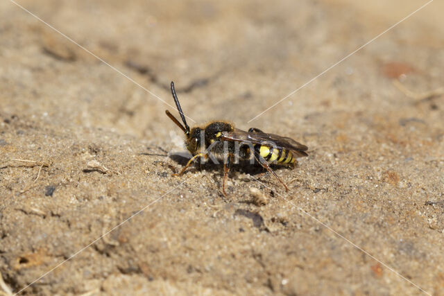 Wasp-bee (Nomada zonata)