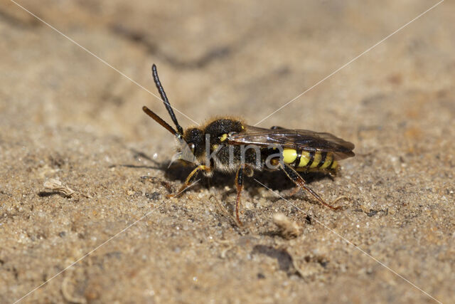 Variabele wespbij (Nomada zonata)