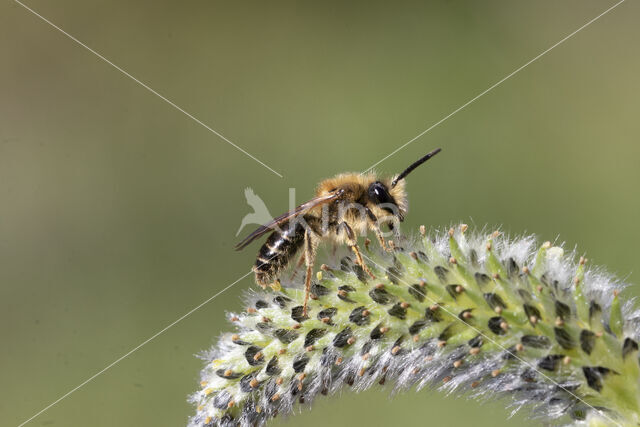 Wimperflankzandbij (Andrena dorsata)