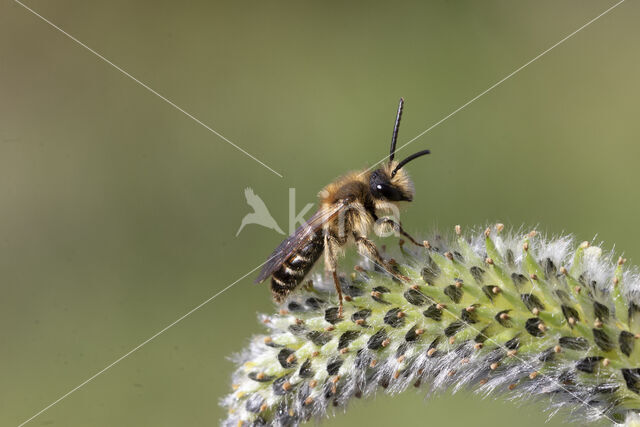 Andrena dorsata