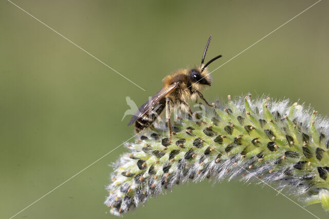 Wimperflankzandbij (Andrena dorsata)