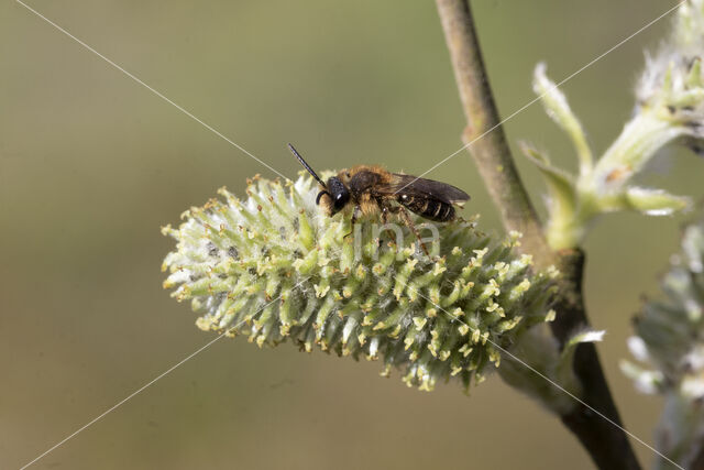 Andrena dorsata