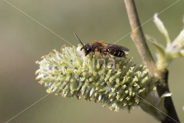 Andrena dorsata