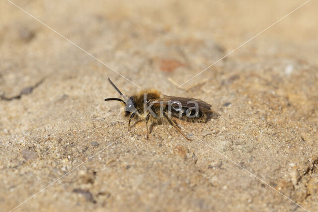 Wimperflankzandbij (Andrena dorsata)