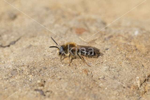 Wimperflankzandbij (Andrena dorsata)