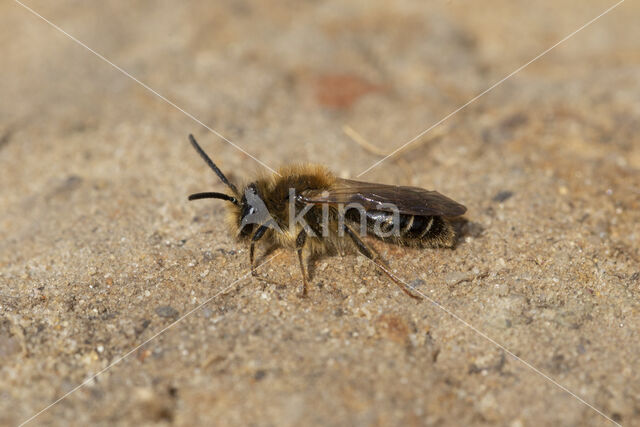 Andrena dorsata