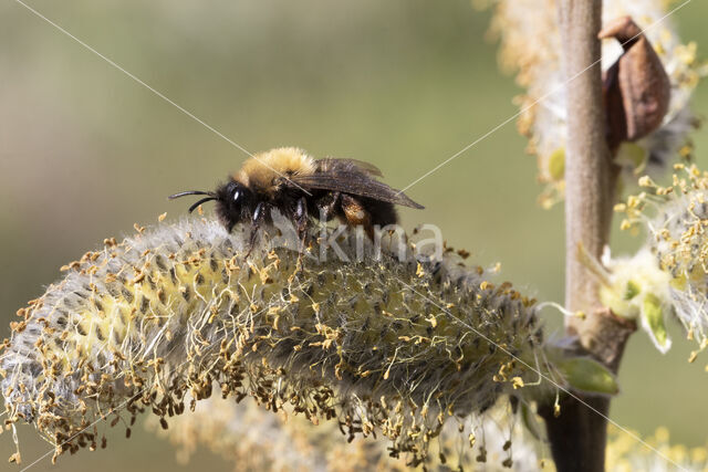 Zwart-rosse zandbij (Andrena clarkella)