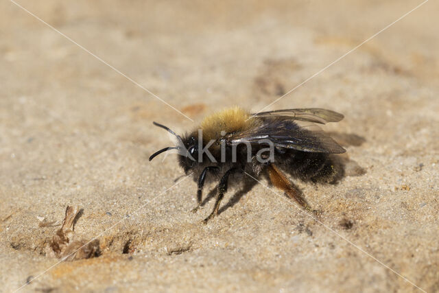 Clark's mining bee (Andrena clarkella)