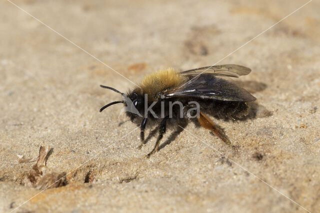 Zwart-rosse zandbij (Andrena clarkella)