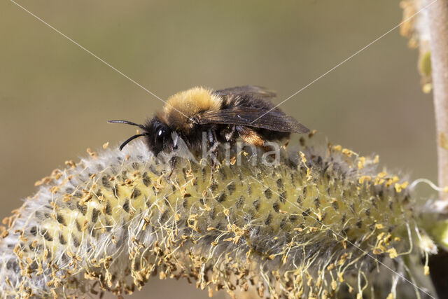 Clark's mining bee (Andrena clarkella)