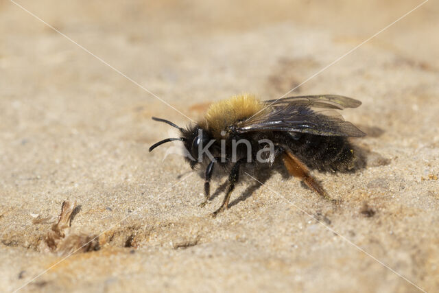 Clark's mining bee (Andrena clarkella)