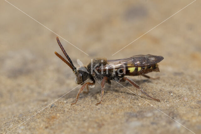 Vroege wespbij (Nomada leucophthalma)