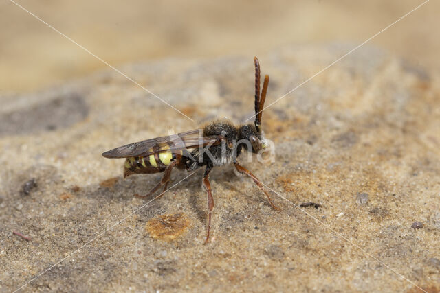 Vroege wespbij (Nomada leucophthalma)