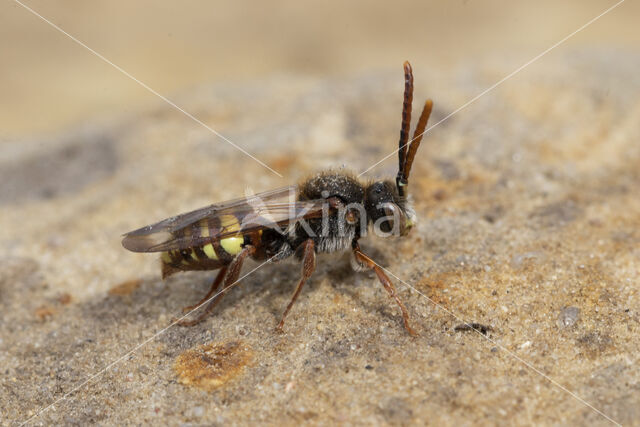 Vroege wespbij (Nomada leucophthalma)