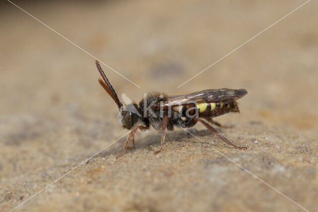 Vroege wespbij (Nomada leucophthalma)