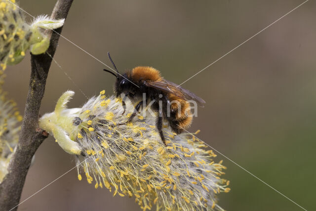 Tawny Mining Bee (Andrena fulva)