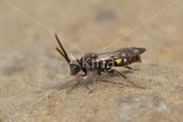 Vroege wespbij (Nomada leucophthalma)