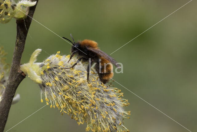 Tawny Mining Bee (Andrena fulva)