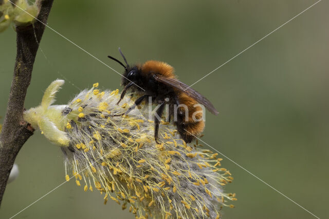 Vosje (Andrena fulva)