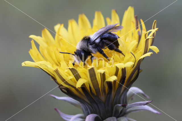 Grey Mining Bee (Andrena cineraria)