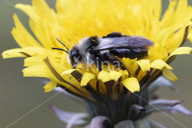 Asbij (Andrena cineraria)