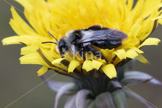 Grey Mining Bee (Andrena cineraria)