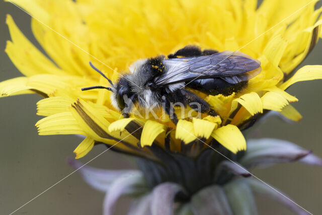 Grey Mining Bee (Andrena cineraria)