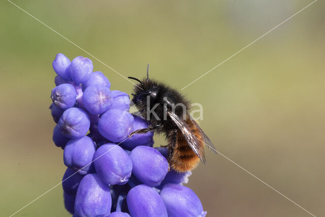 Osmia cornuta