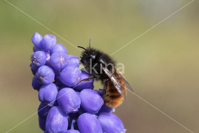 Gehoornde metselbij (Osmia cornuta)