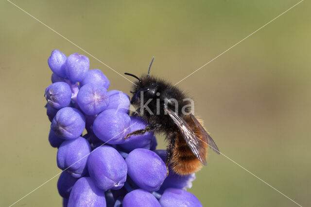 Osmia cornuta