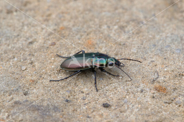 carabid beetle (Poecilus versicolor)