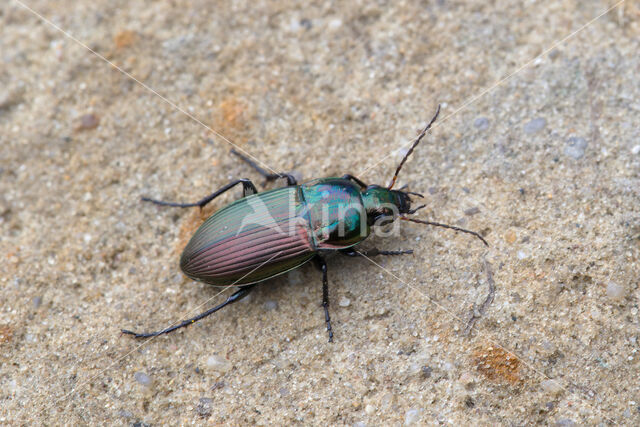 Veelkleurige Kielspriet (Poecilus versicolor)