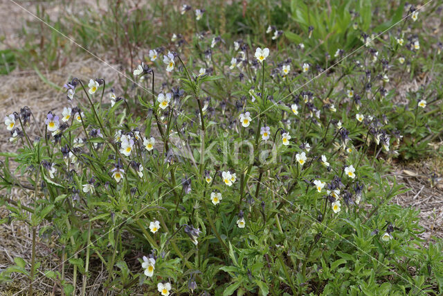 Akkerviooltje (Viola arvensis)