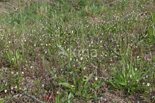 Field Pansy (Viola arvensis)