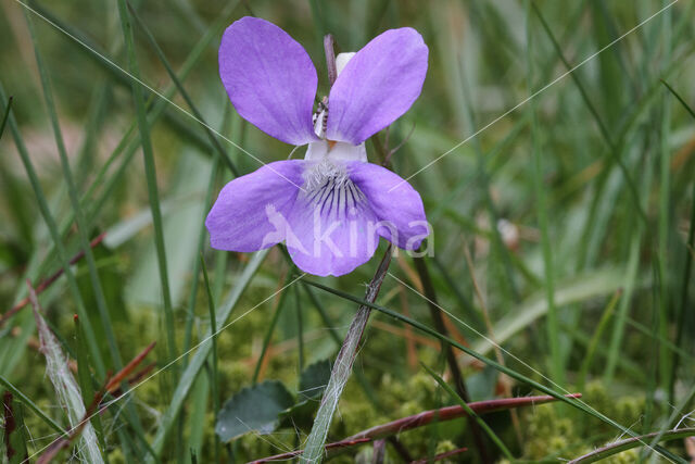 Bleeksporig bosviooltje (Viola riviniana)