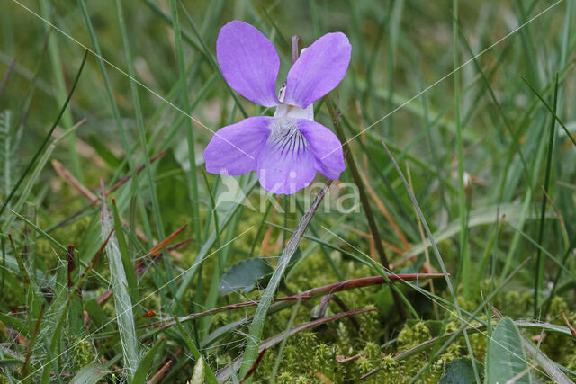 Bleeksporig bosviooltje (Viola riviniana)