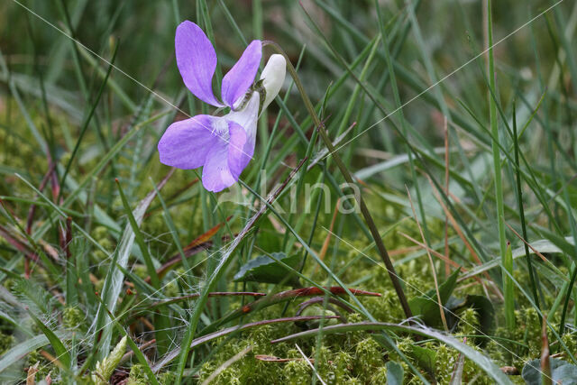 Common Dog-violet (Viola riviniana)