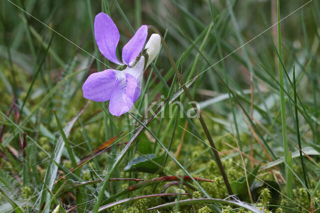 Bleeksporig bosviooltje (Viola riviniana)