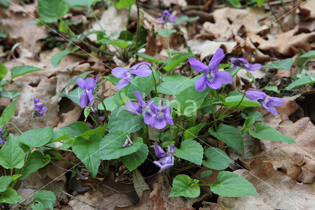 Early Dog-violet (Viola reichenbachiana)