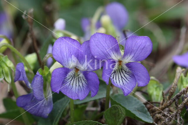 Hondsviooltje (Viola canina)