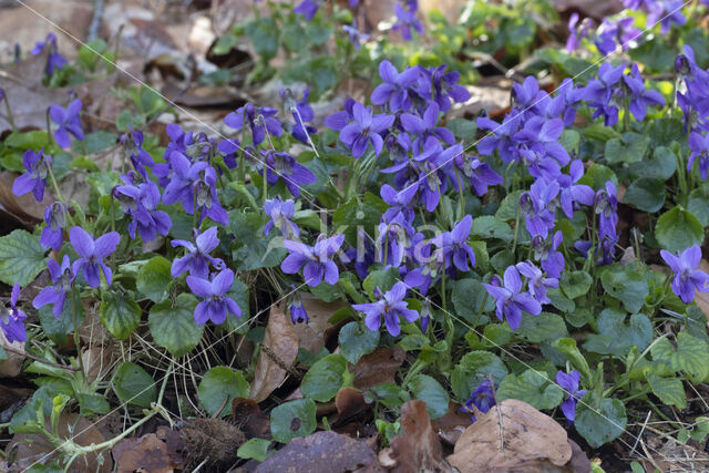 Sweet Violet (Viola odorata)