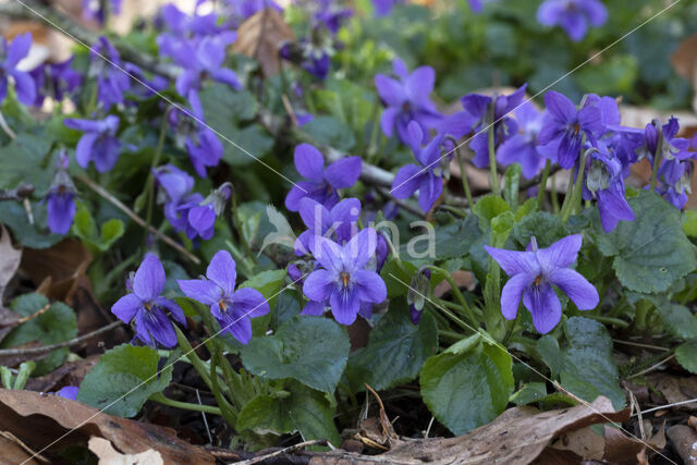 Sweet Violet (Viola odorata)